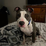 Bailey is registered to the contest to win money with this photo: bed, bedroom, big_eyes, blanket, blanket_pattern, close_up, collar, cozy, curious, dog, dresser, indoor, paw, pet, pitbull, puppy, stare, television, wet_nose, wooden_furniture