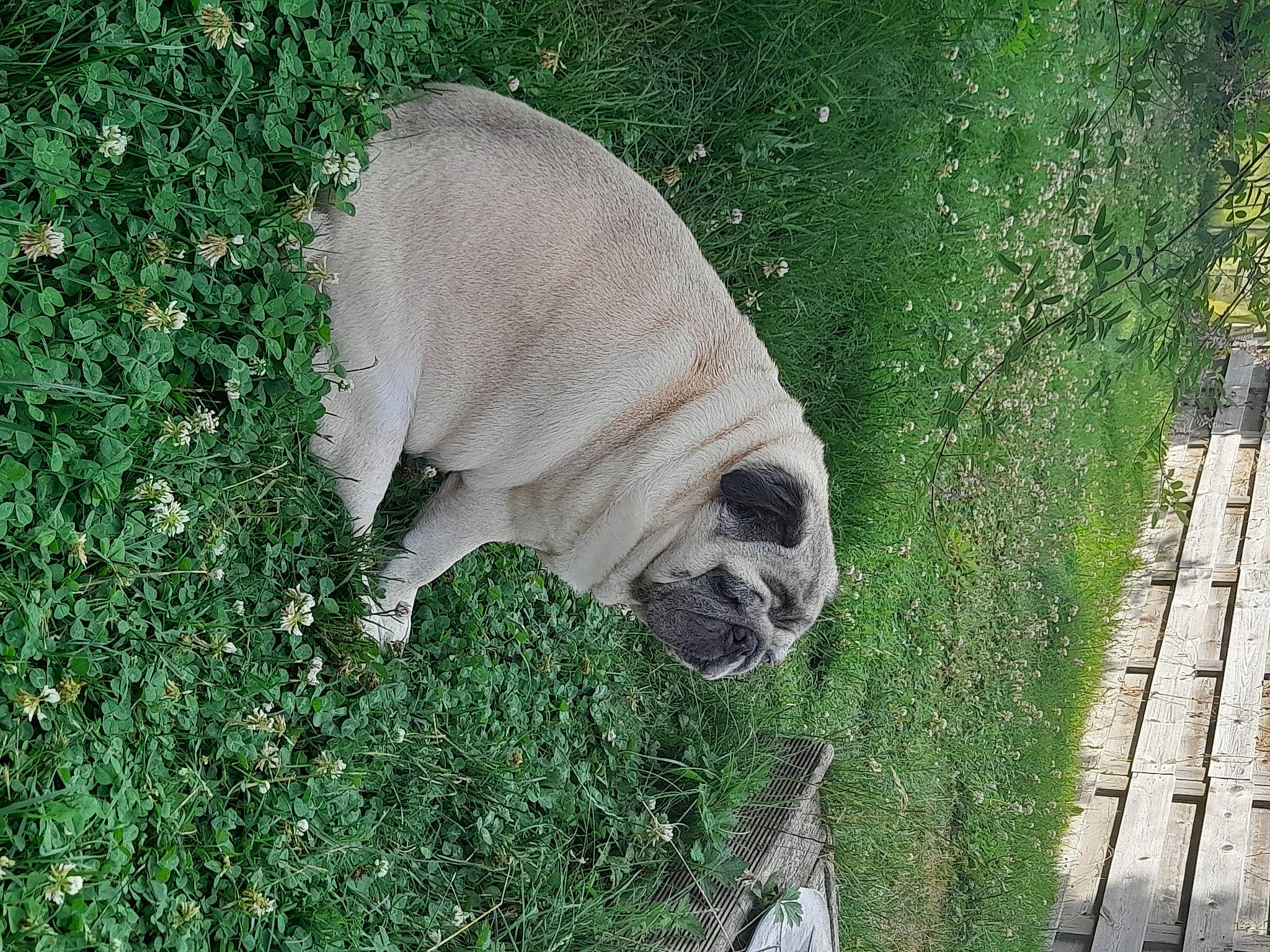 Ronaldo participe au concours pour gagner de l'argent avec cette photo : bulldog, canidae, carnivore, companion_dog, dog, dog_breed, fawn, fur, grass, grassland, groundcover, non_sporting_group, plant, snout, sporting_group, terrestrial_animal, trunk, working_animal, wrinkle