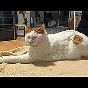 Paulo participe au concours pour gagner de l'argent avec cette photo : cat, white_cat, orange_spot, indoor, pet, relaxed, stretching, blanket, floor, wooden_floor, cat_tree, litter_box, home, feline, domestic_animal, sleepy, cozy, fur, animal, resting