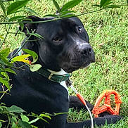 Boss is registered to the contest to win money with this photo: dog, black_dog, green_collar, orange_toy, grass, outdoor, pet, animal, leaves, nature, playful, canine, resting, summer, closeup, cute, adorable, young_dog, garden, relaxed