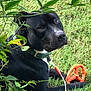 dog, black_dog, green_collar, orange_toy, grass, outdoor, pet, animal, leaves, nature, playful, canine, resting, summer, closeup, cute, adorable, young_dog, garden, relaxed