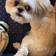 Dutchess joined the competition — help win amazing prizes! dog, pet, fluffy, white_fur, small_dog, couch, indoor, looking_back, curious, close_up, paw, fur, animal, companion, cute, domestic, seated, canine, soft_texture, text_overlay