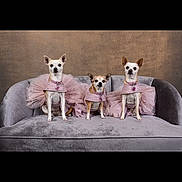 Fany Coco Pixie joined the competition — help win amazing prizes! animal, architecture, building, canine, cat, chihuahua, couch, cushion, dog, furniture, homedecor, indoors, interiordesign, kitten, linen, livingroom, pet, puppy, room, terrier