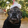 dog, santa_hat, christmas_tree, holiday, festive, decorations, lights, indoor, tile_floor, pet, cute, animal, smile, black_fur, brown_fur, christmas_ornaments, celebration, seasonal, funny, portrait