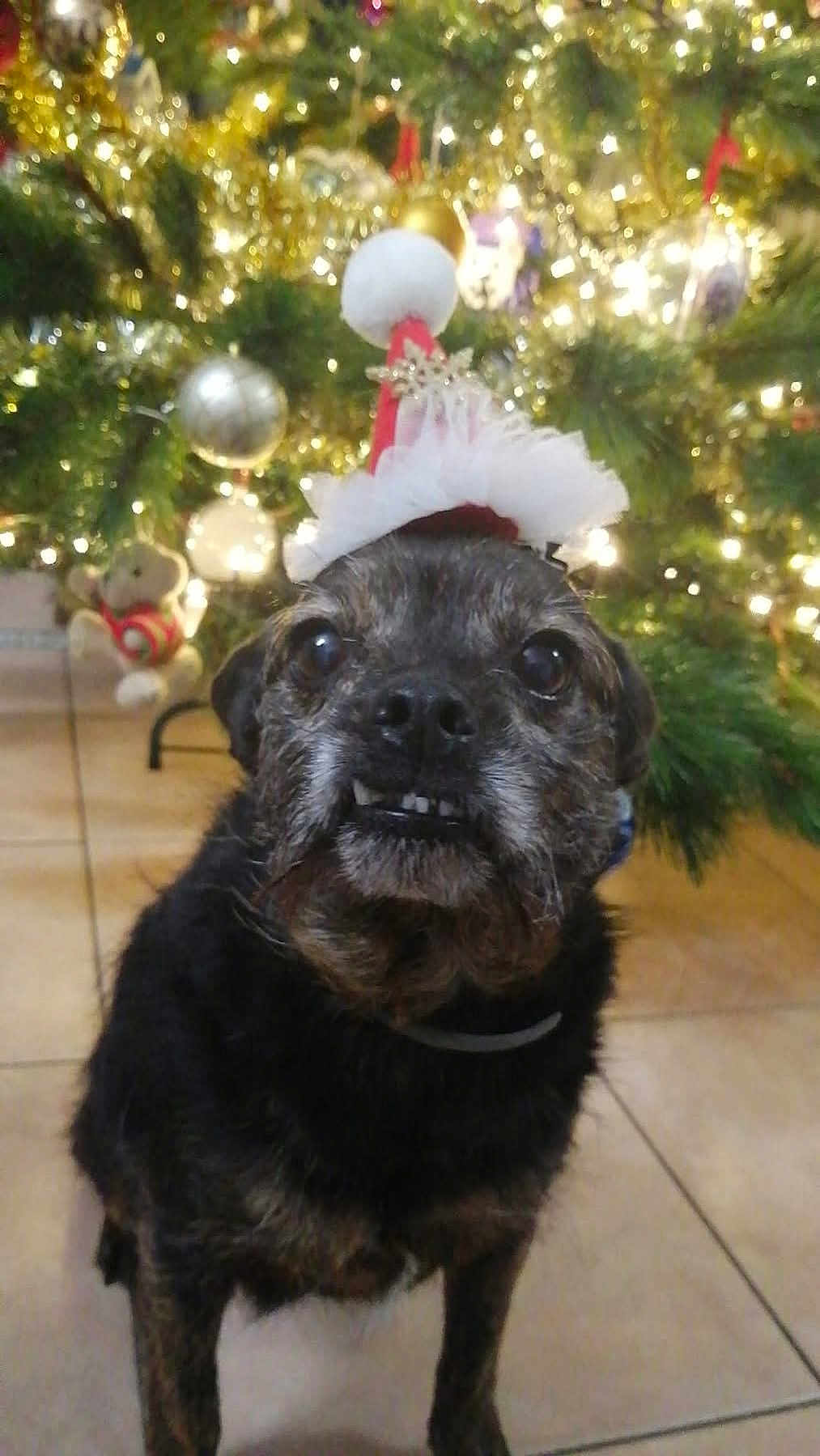 Maya participe au concours pour gagner de l'argent avec cette photo : dog, santa_hat, christmas_tree, holiday, festive, decorations, lights, indoor, tile_floor, pet, cute, animal, smile, black_fur, brown_fur, christmas_ornaments, celebration, seasonal, funny, portrait
