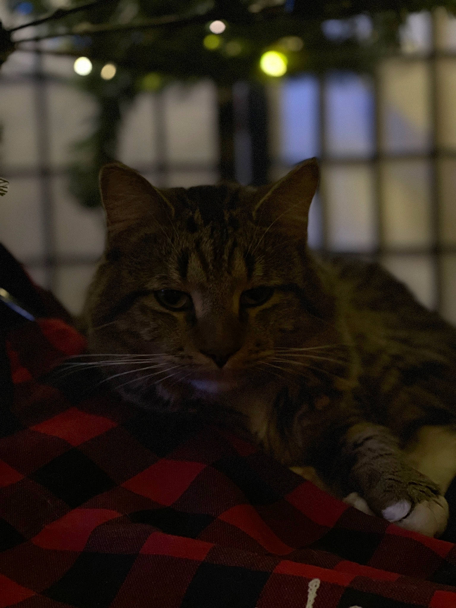 Rocky joined the competition — help win amazing prizes! carnivore, cat, claw, comfort, darkness, domestic_short_haired_cat, felidae, flooring, fur, night, pattern, plaid, small_to_medium_sized_cats, snout, tartan, terrestrial_animal, tree, whiskers, wildlife, wood