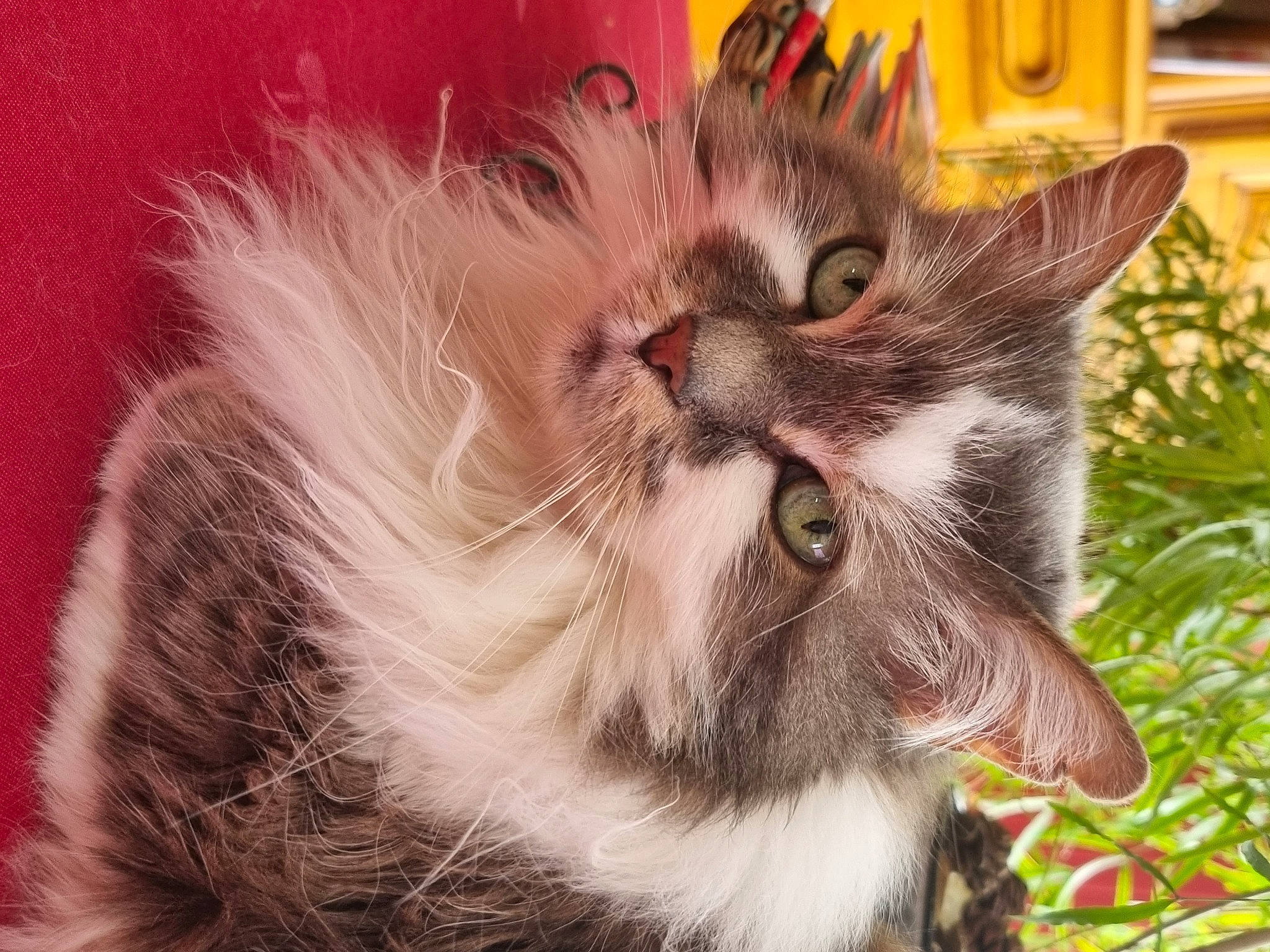 Joy participe au concours pour gagner de l'argent avec cette photo : carnivore, cat, claw, domestic_short_haired_cat, ear, eye, fang, fawn, felidae, fur, grass, moustache, paw, plant, small_to_medium_sized_cats, snout, tail, whiskers, window