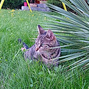 Minette participe au concours pour gagner de l'argent avec cette photo : animal, background, cat, crouching, curious, feline, flower, garden, grass, greenery, leaves, nature, outdoor, pet, plant, shrub, small_flower, sunlight, tabby_cat, yard