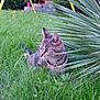 animal, background, cat, crouching, curious, feline, flower, garden, grass, greenery, leaves, nature, outdoor, pet, plant, shrub, small_flower, sunlight, tabby_cat, yard
