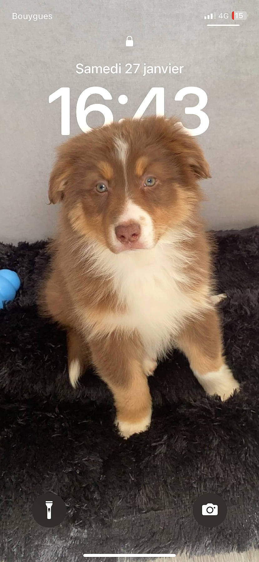 Layka participe au concours pour gagner de l'argent avec cette photo : ancient_dog_breeds, australian_collie, border_collie, canidae, carnivore, companion_dog, dog, dog_breed, door, fawn, fur, herding_dog, liver, snout, sporting_group, terrestrial_animal, whiskers, working_animal, working_dog