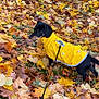 dog, yellow_raincoat, autumn_leaves, leash, outdoor, fall_season, greenery, garden_gate, small_dog, black_dog, tan_markings, leafy_bush, nature, pet, walking, raincoat, colorful_leaves, grass, seasonal, canine