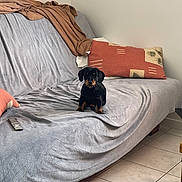 Nala a rejoint le concours — aidez-le/la à gagner de superbes lots ! puppy, dog, couch, blanket, pillow, gray_cover, brown_blanket, indoor, floor_tiles, small_dog, pet, animal, living_room, resting, furniture, cozy, domestic, cute, black_dog, brown_markings