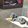 Nala a rejoint le concours — aidez-le/la à gagner de superbes lots ! puppy, dog, dachshund, black, tan, sunlight, sunbeam, tile_floor, indoor, shelf, books, notebooks, box, relaxing, laying_down, pet, animal, cute, small_dog, cozy