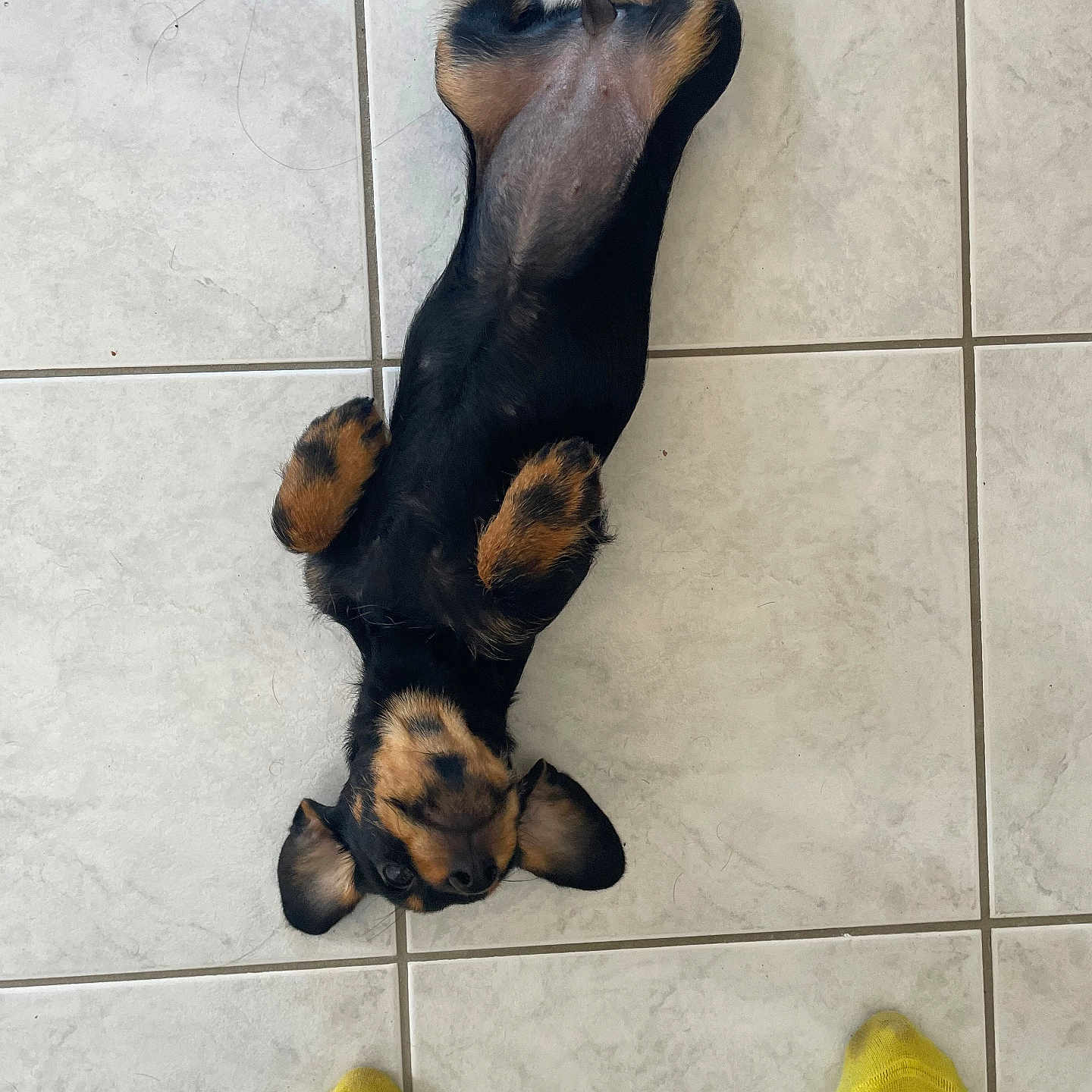 Nala a rejoint le concours — aidez-le/la à gagner de superbes lots ! animal, belly_up, black_and_tan, casual, companion, cute, dog, ears, feet, floor, indoors, lying_down, paws, pet, playful, puppy, relaxed, small_dog, tile_floor, yellow_socks