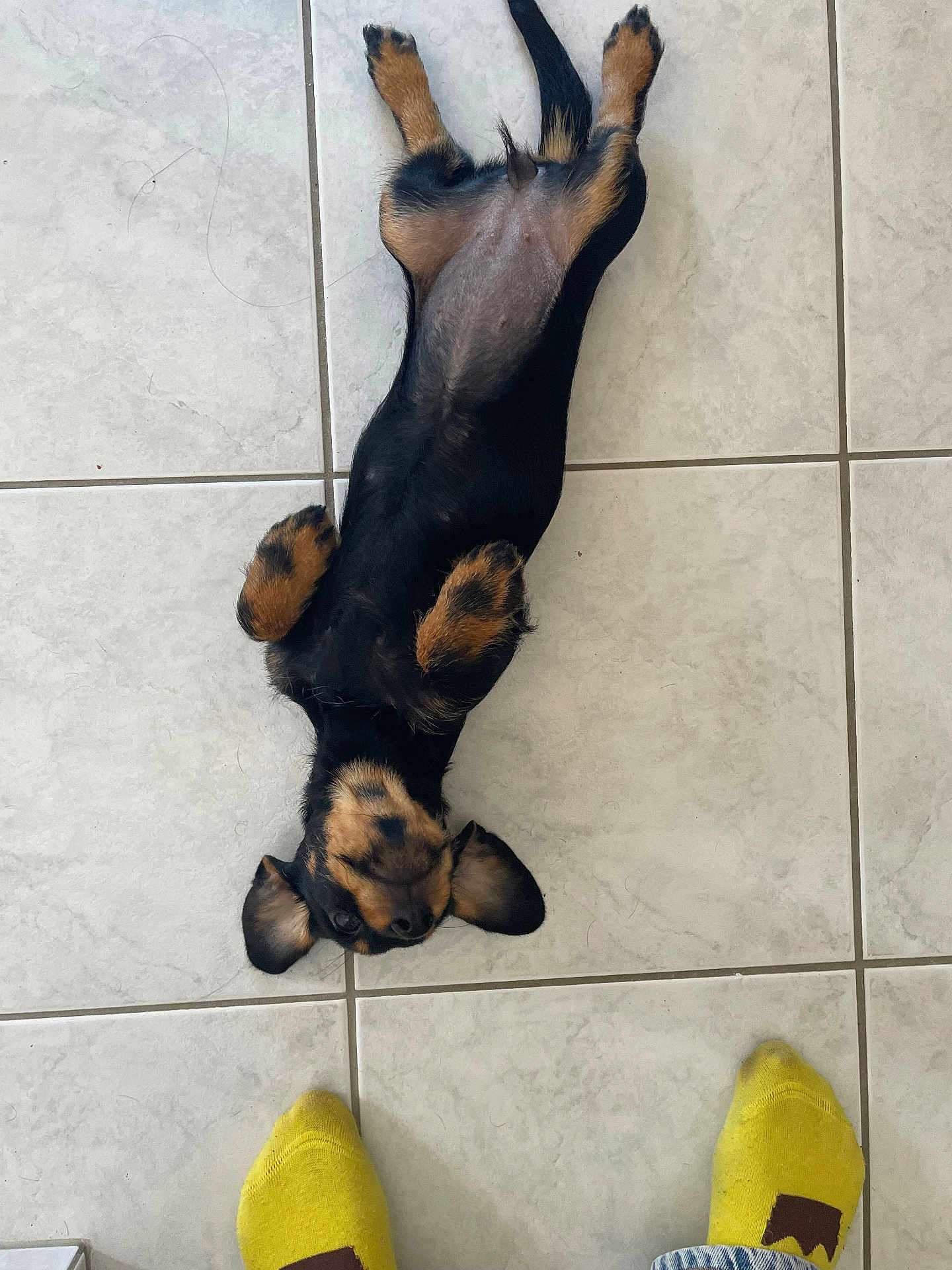 Nala a rejoint le concours — aidez-le/la à gagner de superbes lots ! dog, puppy, lying_down, belly_up, tile_floor, black_and_tan, small_dog, relaxed, playful, ears, paws, pet, indoors, casual, yellow_socks, feet, floor, cute, animal, companion