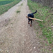 Thayla a rejoint le concours — aidez-le/la à gagner de superbes lots ! animal, canine, daytime, dirt_path, dog, forest_edge, grass, greenery, happy, landscape, nature, outdoor, pet, playful, rottweiler, rural, stick, trail, trees, walking