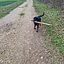 animal, canine, daytime, dirt_path, dog, forest_edge, grass, greenery, happy, landscape, nature, outdoor, pet, playful, rottweiler, rural, stick, trail, trees, walking