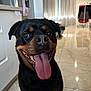 Thayla a rejoint le concours — aidez-le/la à gagner de superbes lots ! animal, canine, curtains, dog, domestic, ears, eyes, floor, furniture, happy, indoor, living_room, mouth, muzzle, nose, pet, rottweiler, smiling, tile_floor, tongue_out