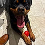 Thayla participe au concours pour gagner de l'argent avec cette photo : animal, black_and_tan, brown_boot, canine, close_up, companion, dog, floor, happy, indoor, looking_up, mammal, paws, pet, playing, red_ball, rottweiler, shadow, tile, tongue_out