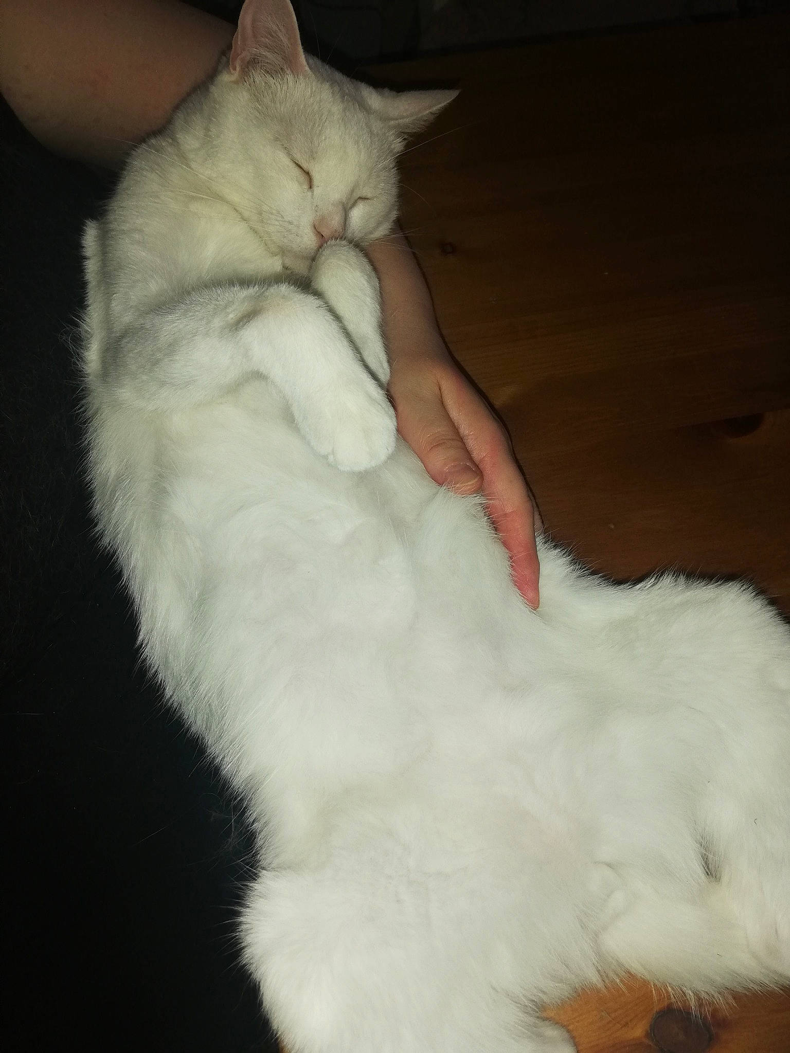 Loulou participe au concours pour gagner de l'argent avec cette photo : asian, carnivore, cat, claw, domestic_long_haired_cat, fawn, felidae, fur, mammal, napoleon_cat, norwegian_forest_cat, persian, polydactyl_cat, ragdoll, skin, small_to_medium_sized_cats, tail, turkish_angora, turkish_van, whiskers