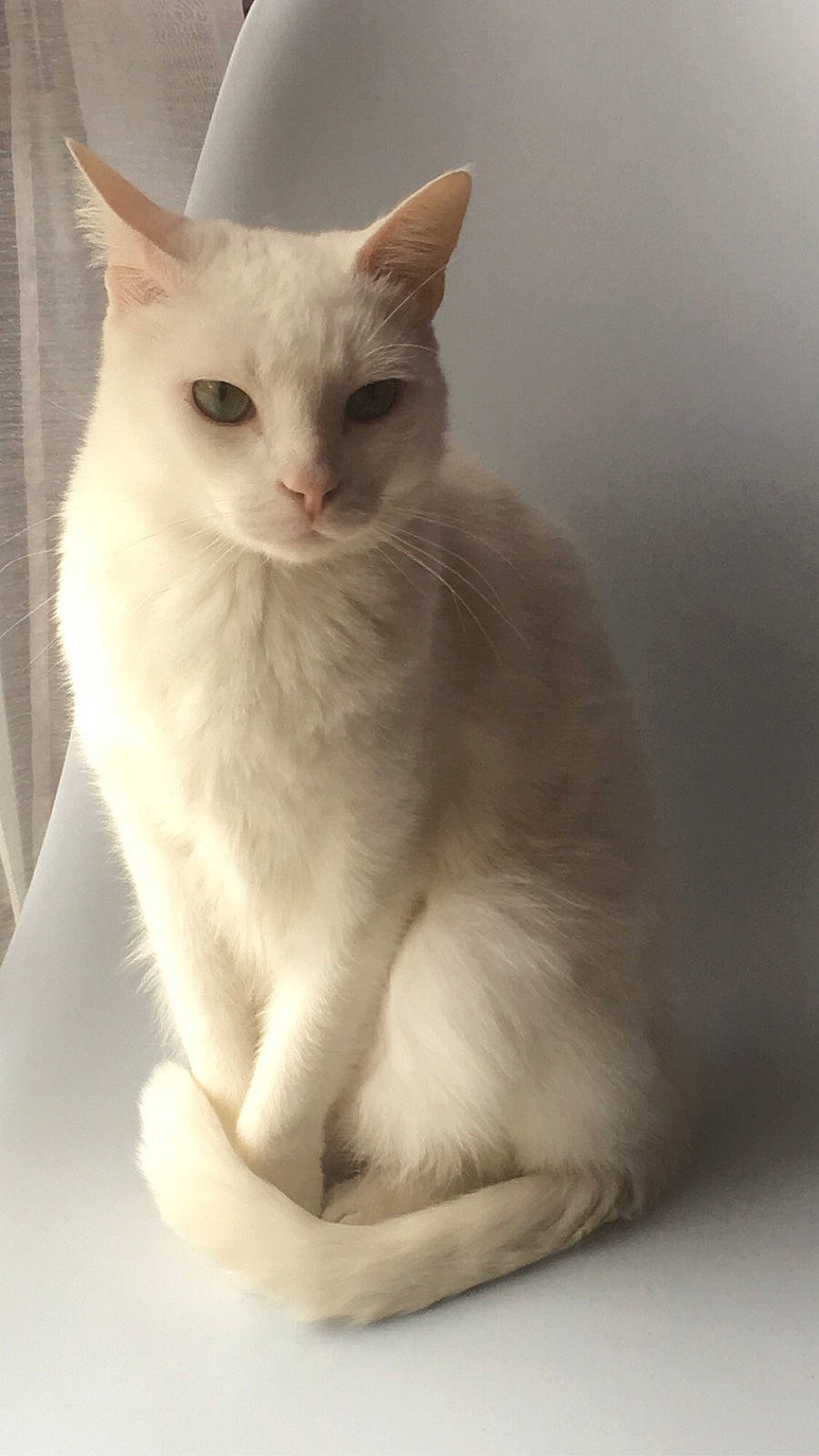 Loulou participe au concours pour gagner de l'argent avec cette photo : aegean_cat, asian, asian_semi_longhair, burmilla, carnivore, cat, domestic_long_haired_cat, domestic_short_haired_cat, fawn, felidae, javanese, khao_manee, kitten, mammal, ragdoll, small_to_medium_sized_cats, turkish_angora, turkish_van, vertebrate, whiskers