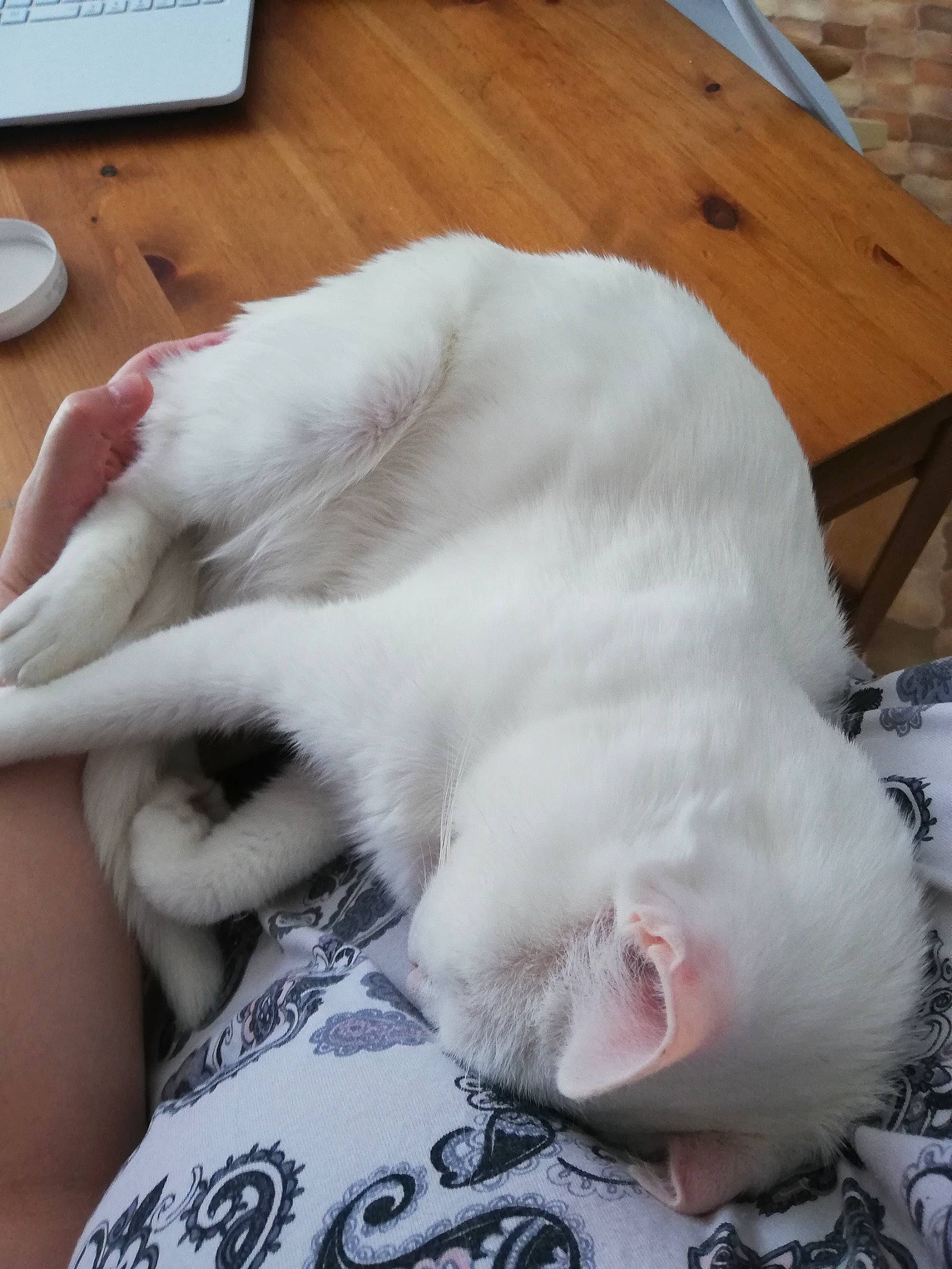 Loulou a rejoint le concours — aidez-le/la à gagner de superbes lots ! burmilla, carnivore, cat, felidae, fur, nap, nose, paw, sleep, small_to_medium_sized_cats, tail, whiskers