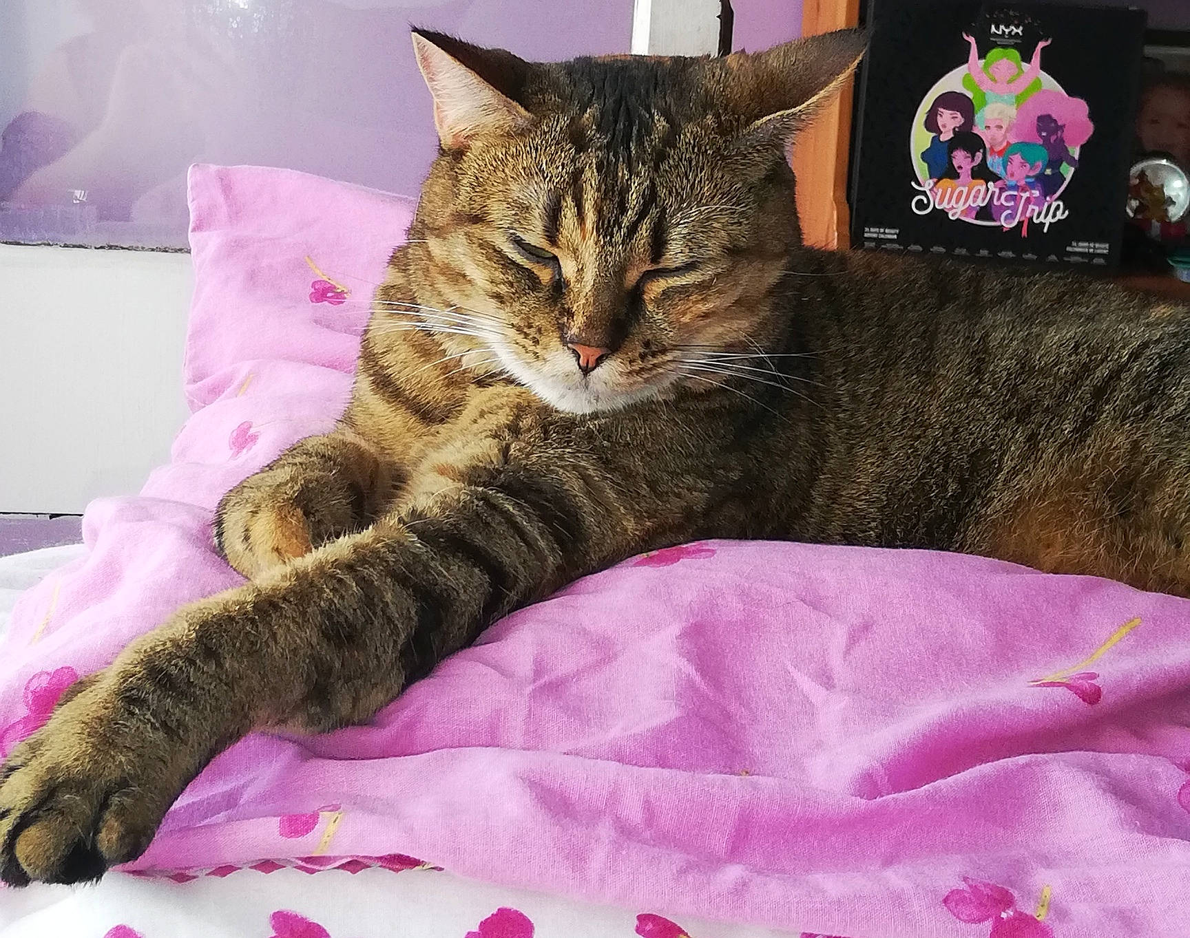 Nala a rejoint le concours — aidez-le/la à gagner de superbes lots ! asian, bed, bed_sheet, carnivore, cat, cushion, domestic_short_haired_cat, dragon_li, european_shorthair, felidae, fur, furniture, kitten, nap, pillow, pink, pixie_bob, small_to_medium_sized_cats, tabby_cat, whiskers