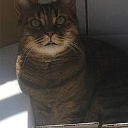 Nala participe au concours pour gagner de l'argent avec cette photo : asian, box, carnivore, cat, domestic_short_haired_cat, european_shorthair, fawn, felidae, small_to_medium_sized_cats, tabby_cat, whiskers, window