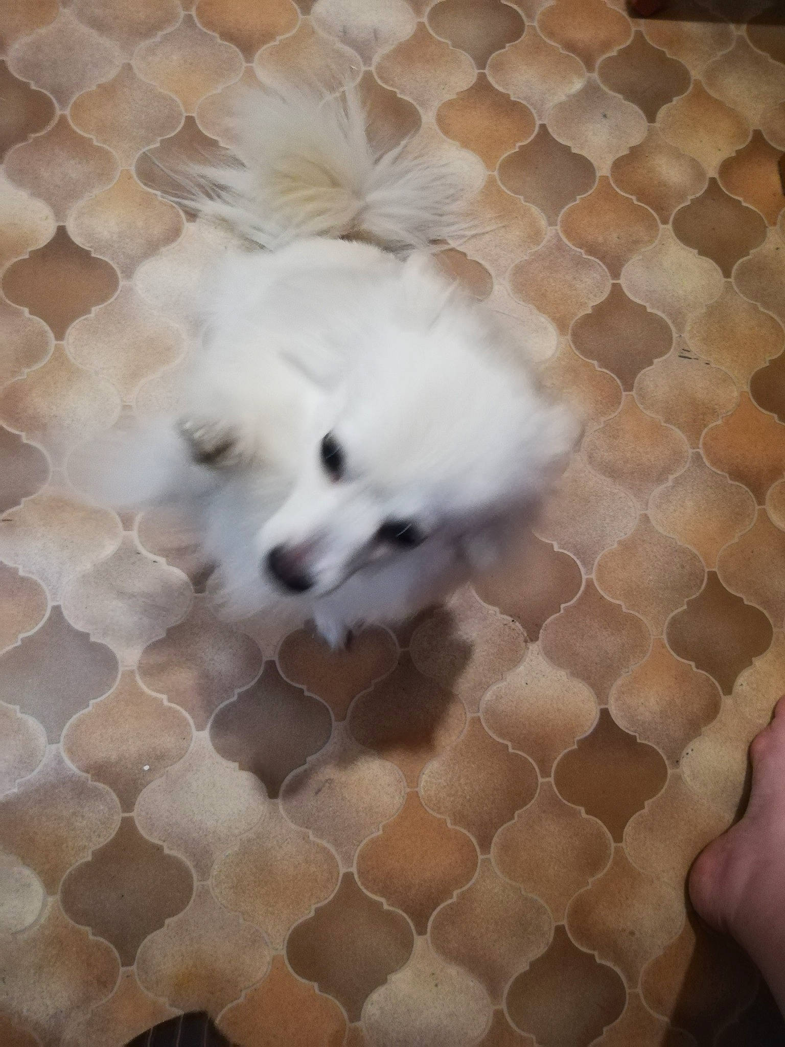 Lassie participe au concours pour gagner de l'argent avec cette photo : bichon, bichon_frise, bolognese, canidae, carnivore, companion_dog, coton_de_tulear, dog, dog_breed, japanese_spitz, maltese, mammal, pomeranian, puppy, samoyed, snout, spitz, toy_dog, vertebrate, volpino_italiano