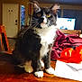 Figaro is registered to the contest to win money with this photo: cat, close_up, curious, curtains, domestic_animal, door, fur, furniture, household_items, indoor, papers, pet, red_jacket, room, sitting, television, tuxedo_cat, whiskers, wooden_table, yellow_eyes