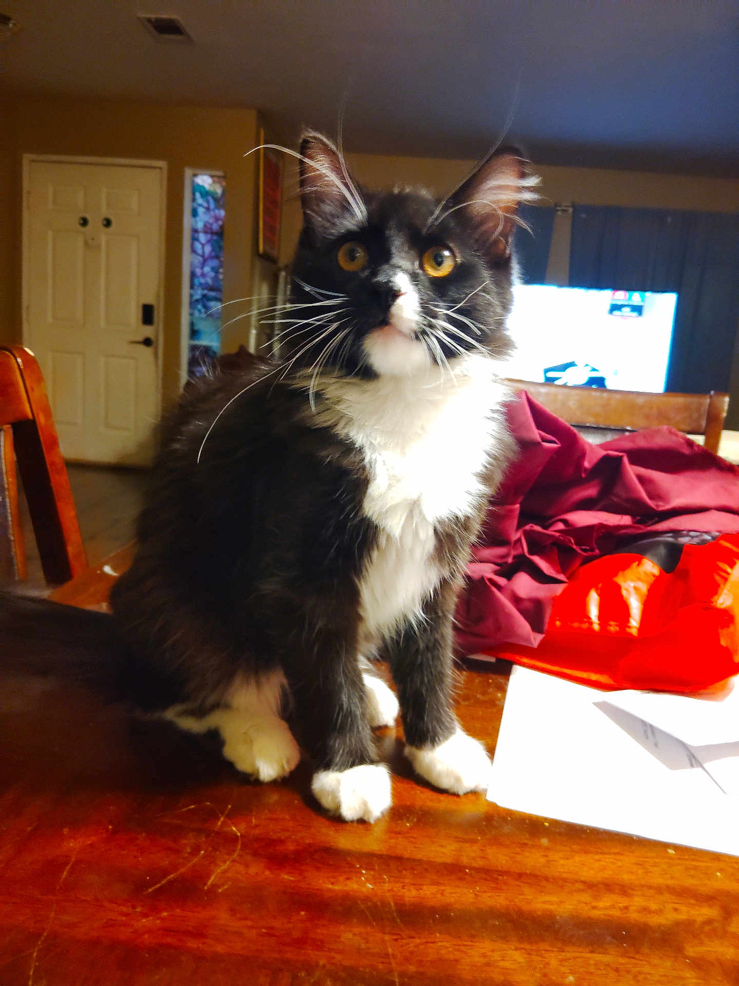 Figaro