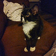 Figaro joined the competition — help win amazing prizes! animal, black_and_white, blanket, brown, cat, couch, cozy, dim_lighting, ears, feline, fur, furniture, home, indoor, looking_away, paws, pet, sitting, whiskers, white