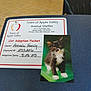 Figaro joined the competition — help win amazing prizes! adoption_packet, animal_shelter, black_and_white_cat, black_chair, cat, chair, closeup, document, floor, green_background, handwritten_text, indoor, kitten, logo, paper, pet_adoption, phone_number, table_surface, text, tile_floor