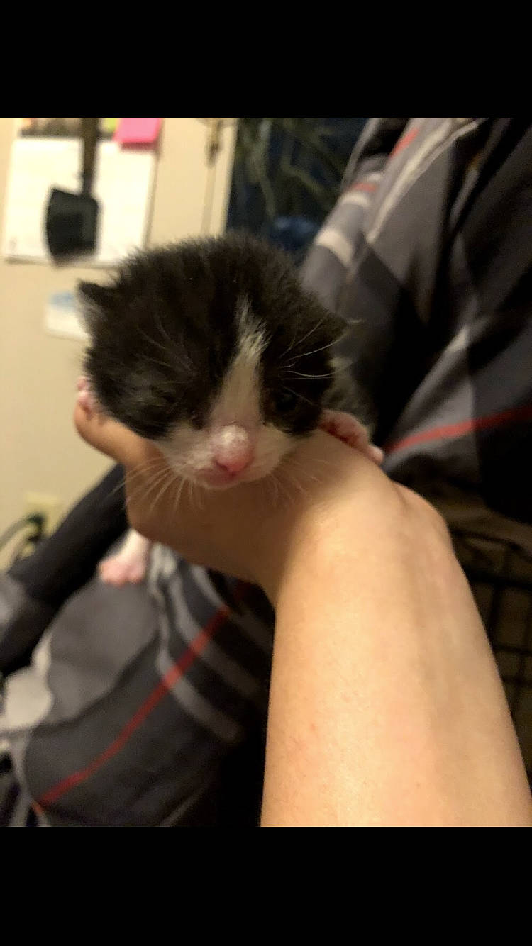 Kratos joined the competition — help win amazing prizes! carnivore, cat, claw, comfort, domestic_short_haired_cat, elbow, eyelash, facial_hair, felidae, fur, gesture, human_leg, lap, nail, paw, small_to_medium_sized_cats, snout, thumb, whiskers, wrist