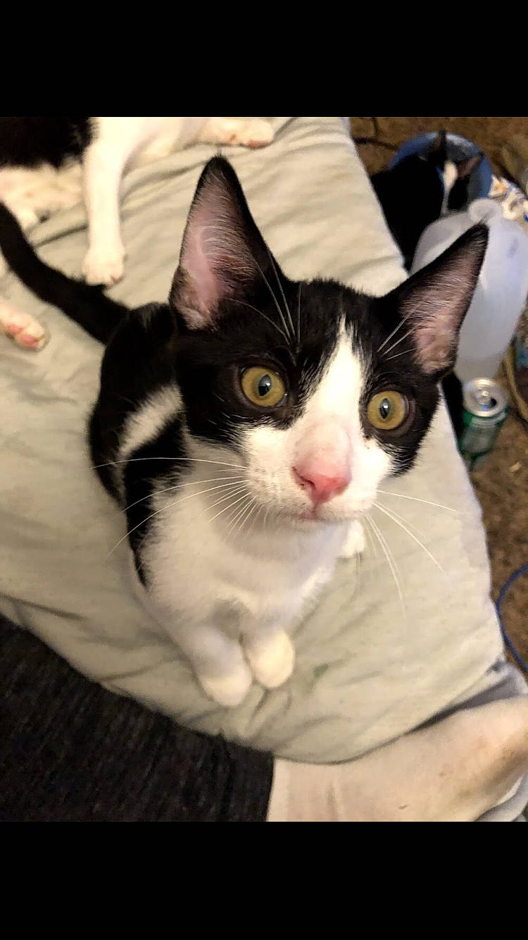 Kratos joined the competition — help win amazing prizes! box, carnivore, cat, comfort, domestic_short_haired_cat, eye, felidae, foot, fur, paw, small_to_medium_sized_cats, snout, tail, tree, whiskers