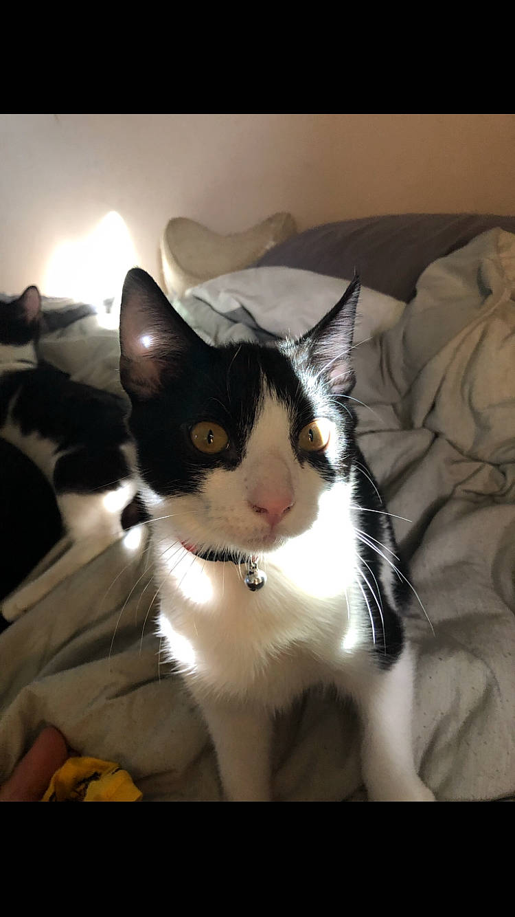 Kratos is registered to the contest to win money with this photo: carnivore, cat, comfort, darkness, domestic_short_haired_cat, ear, eye, felidae, fur, hair, head, human_body, leg, linens, paw, room, small_to_medium_sized_cats, snout, tail, whiskers