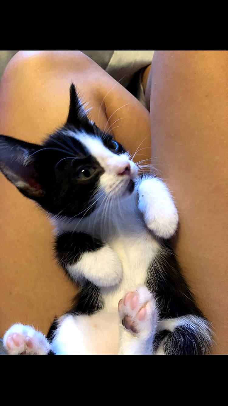 Bestie joined the competition — help win amazing prizes! carnivore, cat, claw, comfort, domestic_short_haired_cat, felidae, finger, foot, fur, gesture, human_leg, lap, leg, mammal, paw, small_to_medium_sized_cats, snout, tail, vertebrate, whiskers