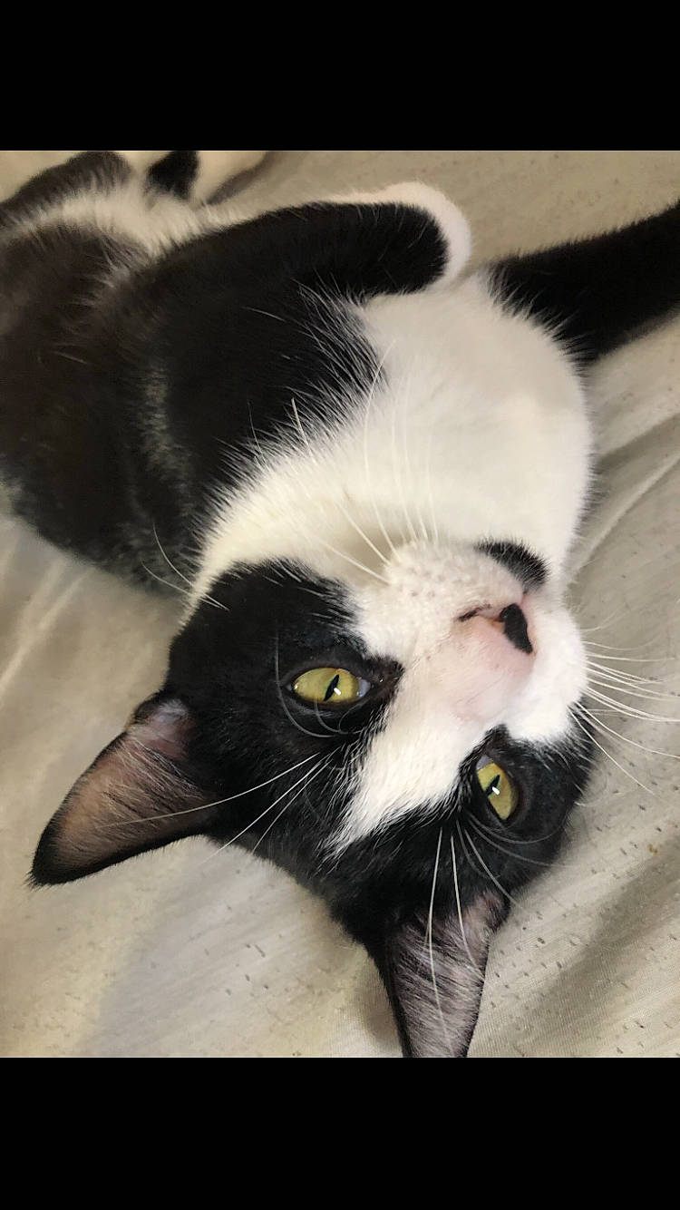 Bestie is registered to the contest to win money with this photo: beak, carnivore, cat, claw, comfort, domestic_short_haired_cat, eye, felidae, foot, fur, nap, paw, photo_caption, small_to_medium_sized_cats, snout, tail, terrestrial_animal, vertebrate, whiskers