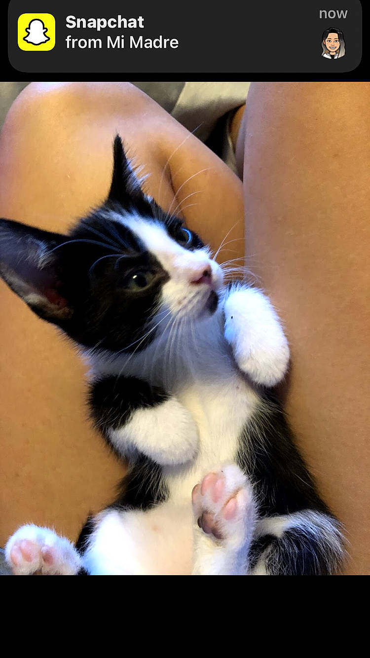 Bestie is registered to the contest to win money with this photo: carnivore, cat, claw, comfort, domestic_short_haired_cat, felidae, foot, fur, gesture, human_leg, lap, leg, paw, photo_caption, picture_frame, small_to_medium_sized_cats, snapshot, snout, tail, whiskers