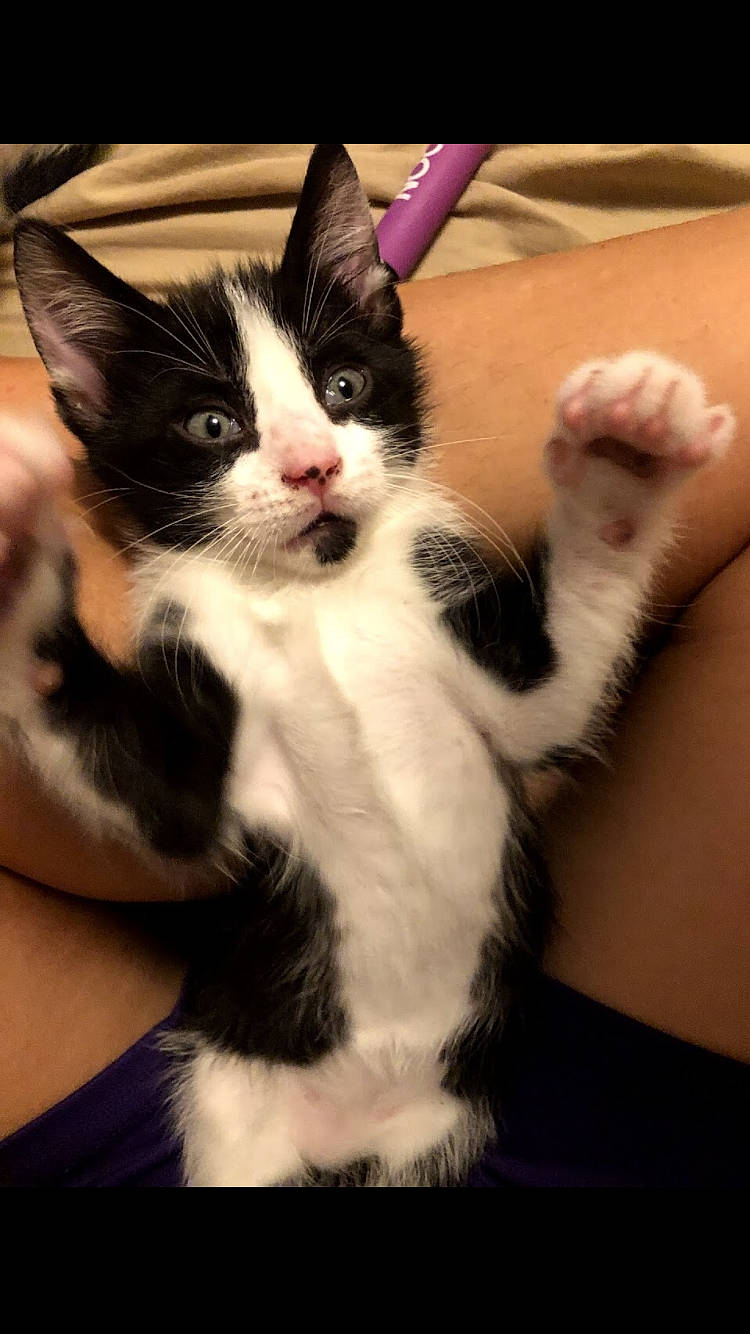 Bestie joined the competition — help win amazing prizes! carnivore, cat, comfort, ear, eye, felidae, finger, foot, gesture, hand, head, human_body, iris, leg, nose, plant, small_to_medium_sized_cats, snout, tail, whiskers