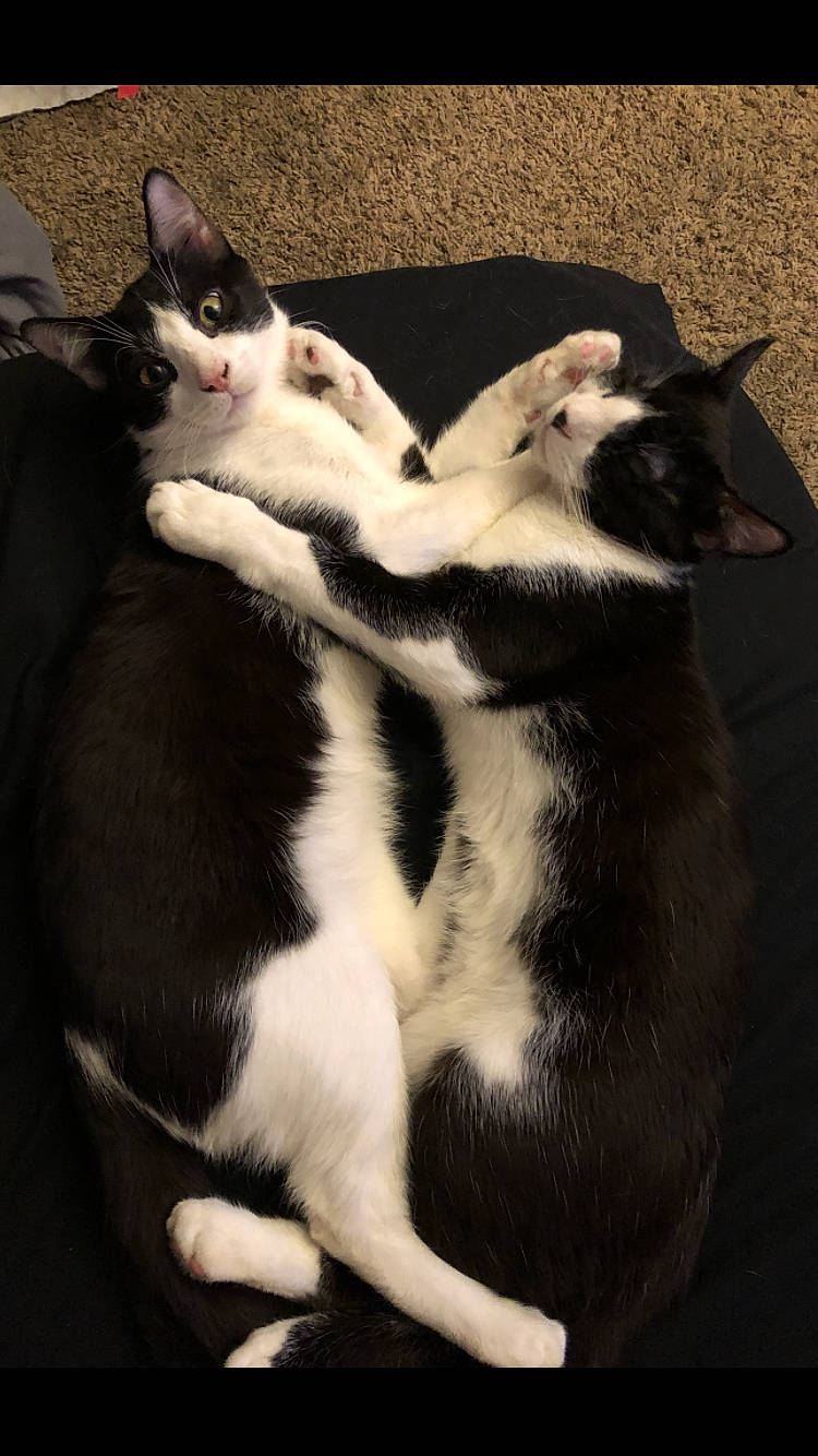 Milo And Ottis joined the competition — help win amazing prizes! canidae, carnivore, cat, claw, comfort, dog_breed, domestic_short_haired_cat, felidae, foot, formal_wear, fur, mammal, paw, sitting, small_to_medium_sized_cats, snout, tail, terrestrial_animal, vertebrate, whiskers