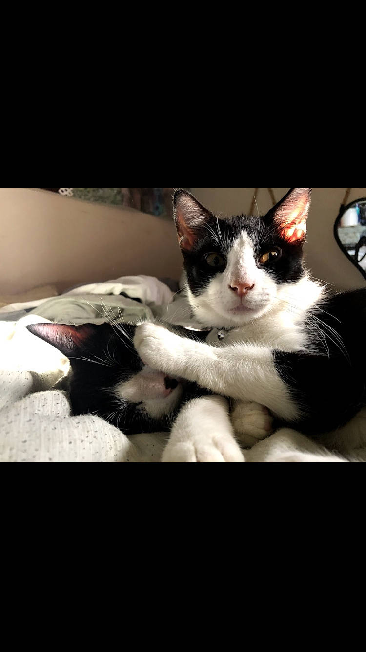 Milo And Ottis joined the competition — help win amazing prizes! automotive_lighting, carnivore, cat, claw, cloud, comfort, darkness, domestic_short_haired_cat, felidae, flash_photography, foot, fur, monochrome_photography, paw, photo_caption, room, sitting, small_to_medium_sized_cats, tail, whiskers