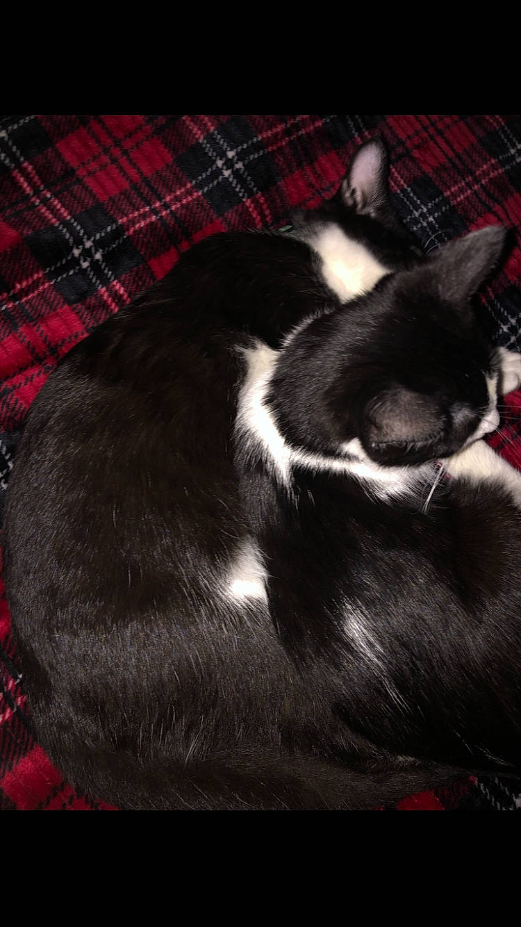 Milo And Ottis joined the competition — help win amazing prizes! carnivore, cat, cloud, comfort, companion_dog, darkness, dog_breed, domestic_short_haired_cat, felidae, fur, linens, pattern, paw, plaid, sky, small_to_medium_sized_cats, tail, tartan, tints_and_shades, whiskers