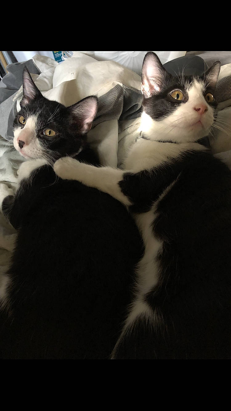 Milo And Ottis is registered to the contest to win money with this photo: black_cat, carnivore, cat, comfort, domestic_short_haired_cat, felidae, formal_wear, fur, gesture, mammal, metal, monochrome, monochrome_photography, paw, sitting, small_to_medium_sized_cats, snout, tail, vertebrate, whiskers