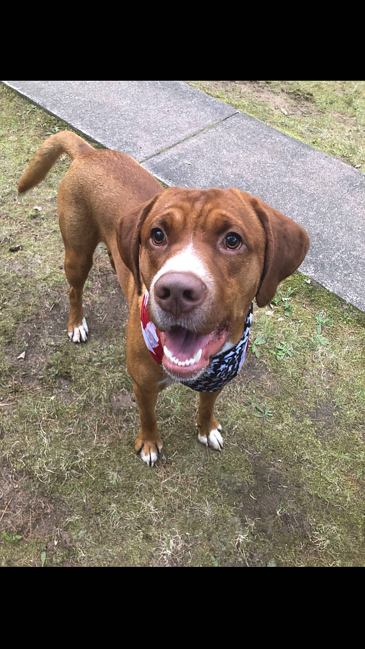 Oakley joined the competition — help win amazing prizes! canidae, carnivore, collar, companion_dog, dog, dog_breed, dog_collar, dog_supply, fawn, grass, hound, leash, liver, pet_supply, plant, scent_hound, snout, sporting_group, whiskers, working_animal