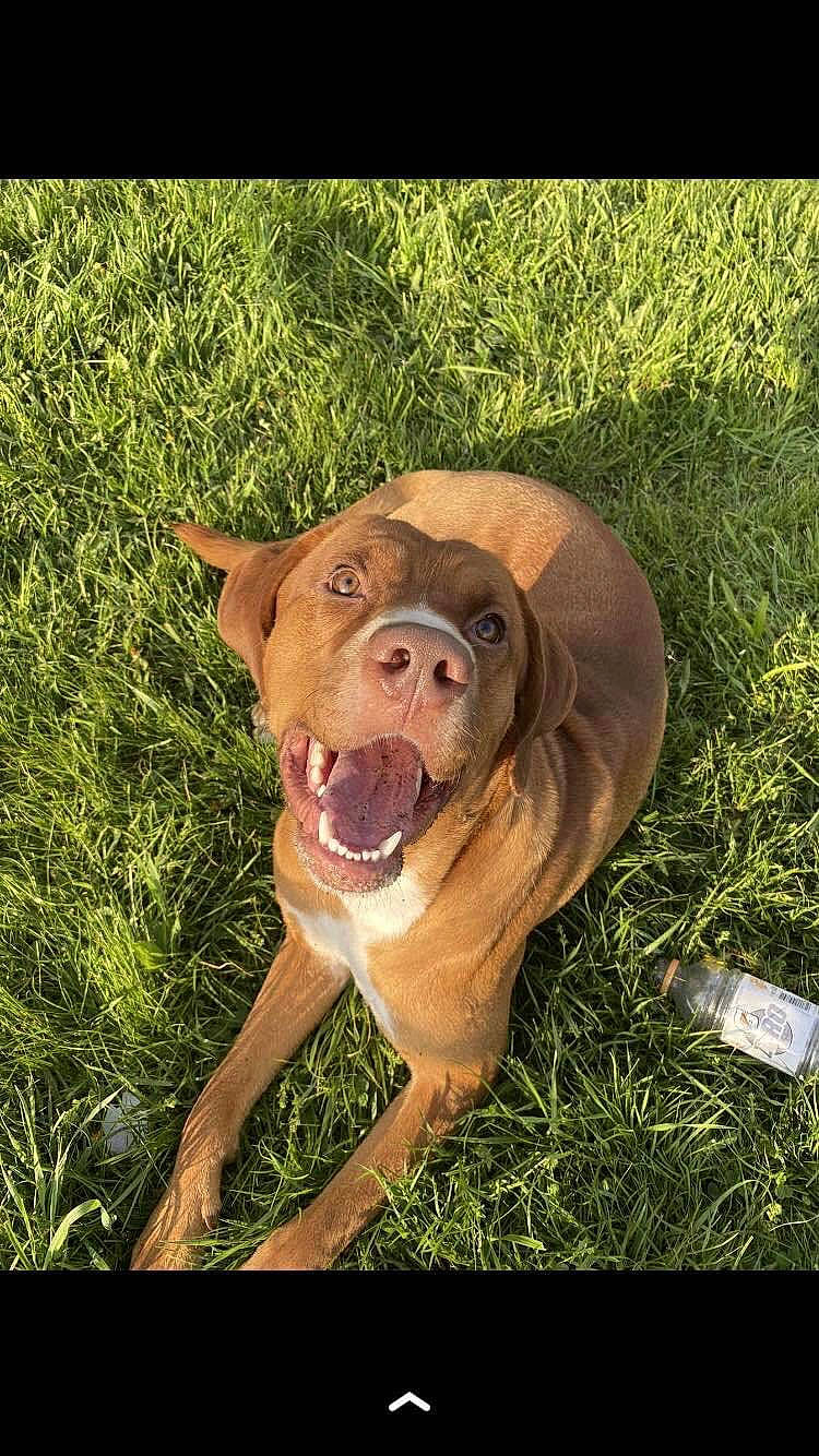 Oakley is registered to the contest to win money with this photo: canidae, carnivore, companion_dog, dog, dog_breed, dog_collar, fawn, grass, grassland, guard_dog, liver, people_in_nature, plant, snout, soil, sporting_group, terrestrial_animal, whiskers, working_animal, working_dog