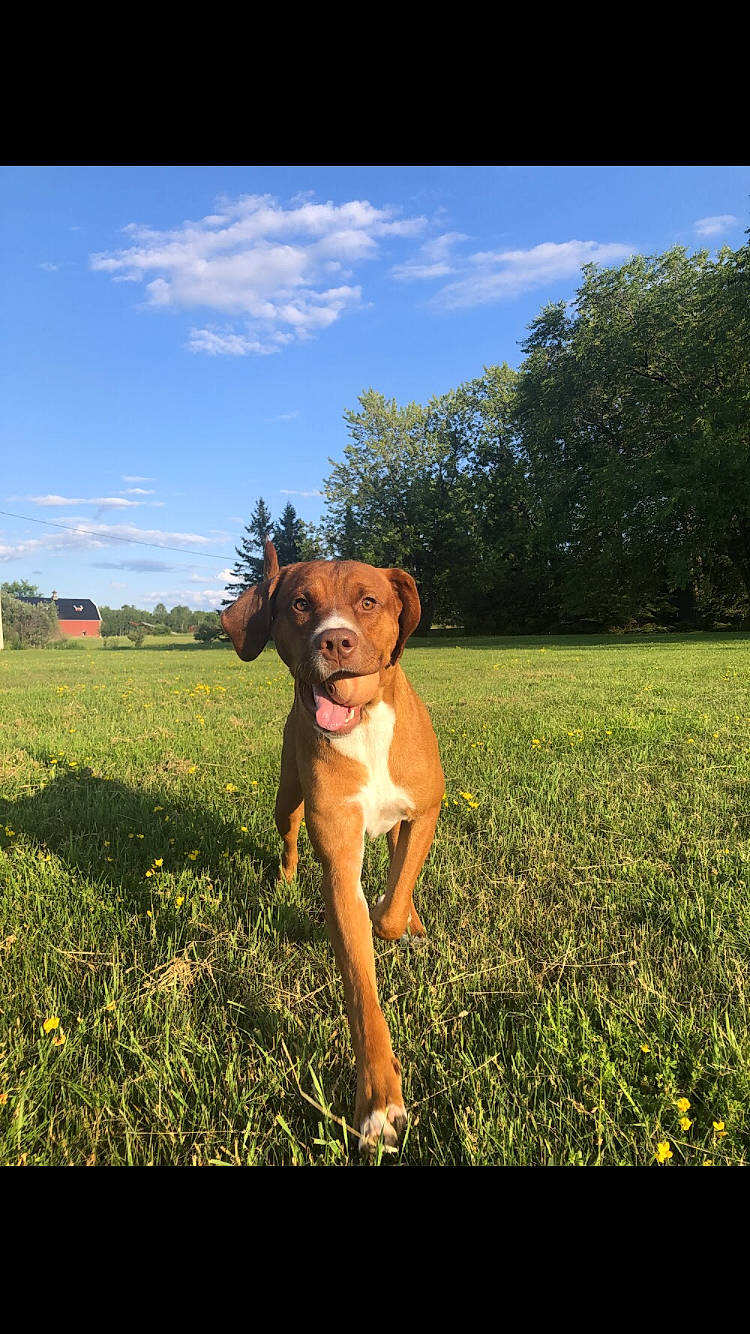 Oakley joined the competition — help win amazing prizes! agriculture, carnivore, cloud, companion_dog, dog, dog_breed, fawn, grass, grass_family, grassland, happy, landscape, meadow, natural_landscape, people_in_nature, plain, plant, sky, tree, working_animal