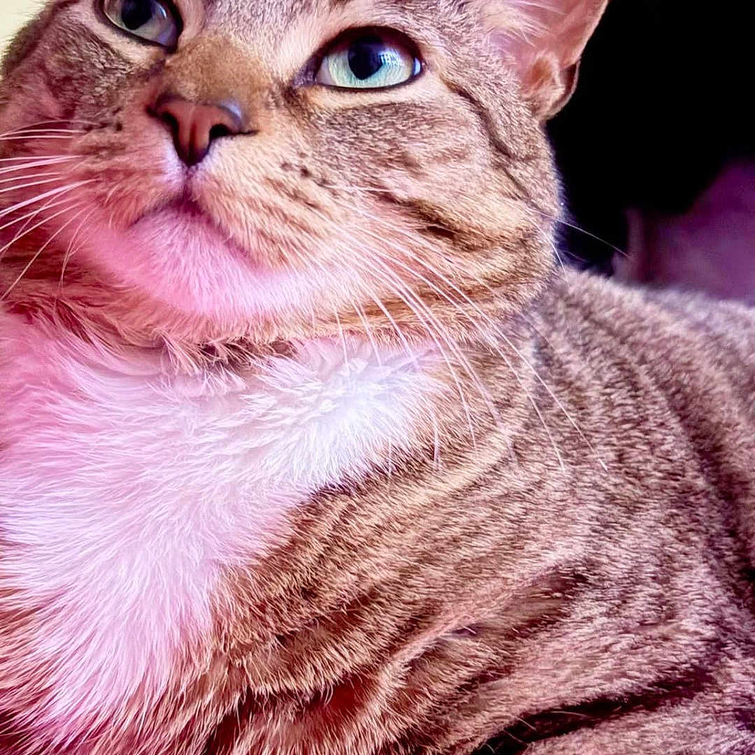 Jaxson is registered to the contest to win money with this photo: animal, cat, close_up, cute, domestic_cat, feline, fur, green_eyes, indoor, laying_down, mammal, pet, pink_background, portrait, relaxed, sleepy, soft_lighting, striped, tabby, whiskers