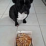 Isis a rejoint le concours — aidez-le/la à gagner de superbes lots ! boston_terrier, bulldog, canidae, carnivore, companion_dog, dog, dog_breed, fawn, french_bulldog, non_sporting_group, puppy, snout