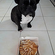 Isis a rejoint le concours — aidez-le/la à gagner de superbes lots ! boston_terrier, bulldog, canidae, carnivore, companion_dog, dog, dog_breed, fawn, french_bulldog, non_sporting_group, puppy, snout